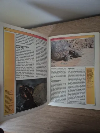 Tortugas. Animales domésticos, cuidados, crianza..