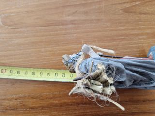 Pastor Belén terracota con leña