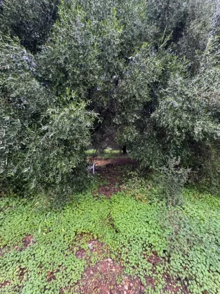 Terreno rústico 2000m2 vallado