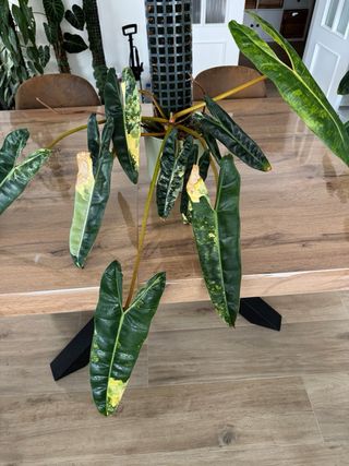 Philodendron Billietiae variegado