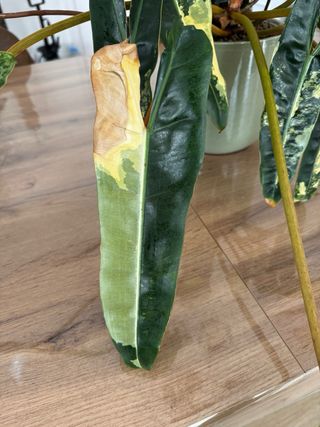 Philodendron Billietiae variegado