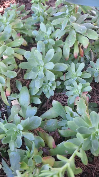 Sedum Palmeri - Pianta succulenta