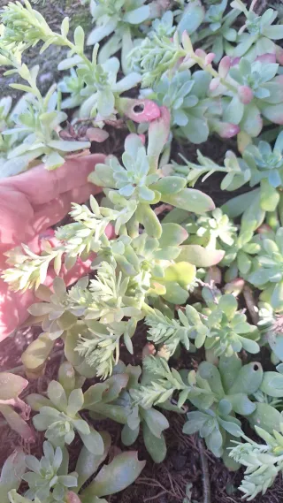 Sedum Palmeri - Pianta succulenta