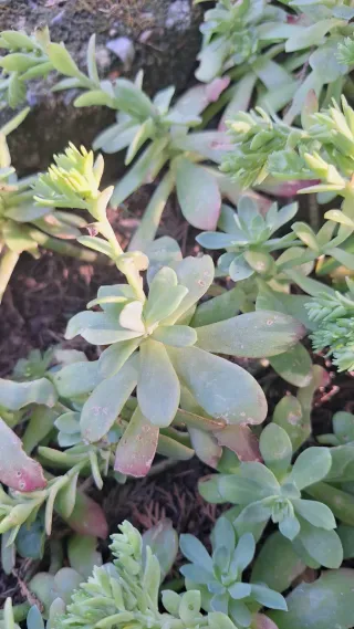 Sedum Palmeri - Pianta succulenta