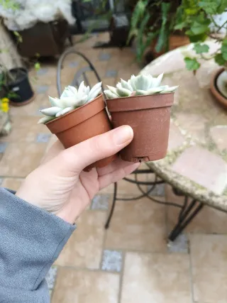 Echeveria Moon Fairy variegada