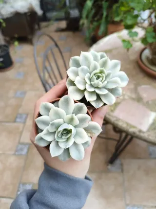 Echeveria Moon Fairy variegada