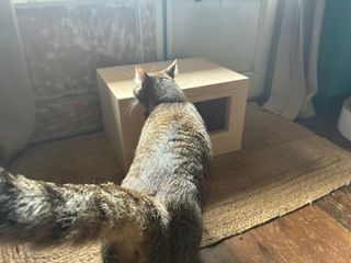 Caseta para gatos de madera