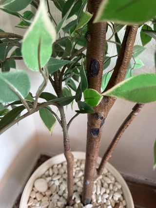 Planta Ficus Artificial 175cm con macetero