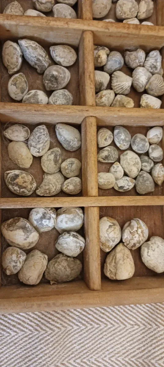 Lote de Fósiles  marinos Variados