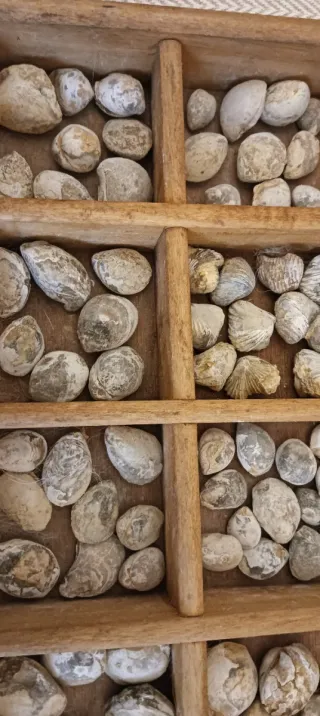 Lotto di fossili marini vari