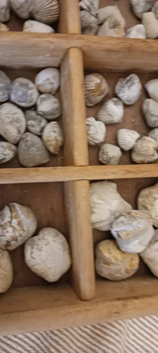 Lotto di fossili marini vari