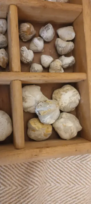 Lotto di fossili marini vari