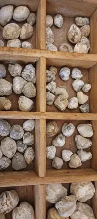 Lotto di fossili marini vari