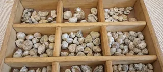 Scatola con piccoli fossili marini vari