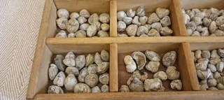 Scatola con piccoli fossili marini vari