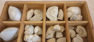 Fossili marini di medie dimensioni