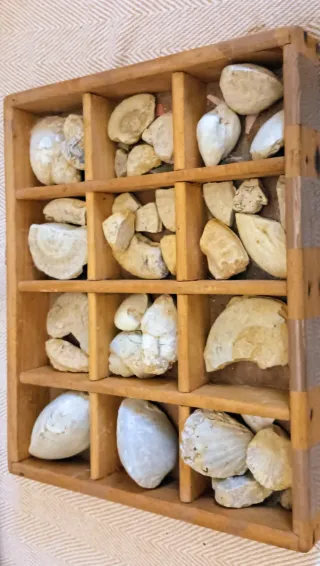 Fossili marini di medie dimensioni