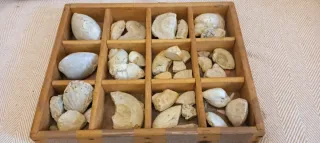 Fossili marini di medie dimensioni