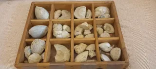 Fossili marini di medie dimensioni