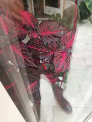 REGALO Planta de interior roja Iresine sin maceta