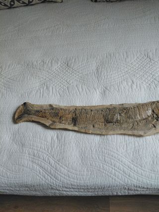 Fósil de pez antiguo