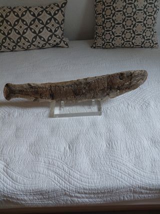 Fósil de pez antiguo