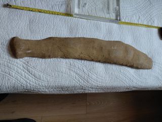 Fósil de pez antiguo