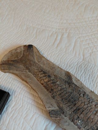 Fósil de pez antiguo