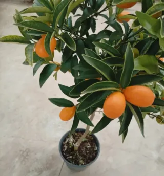 Kumquat Nagami con fruta