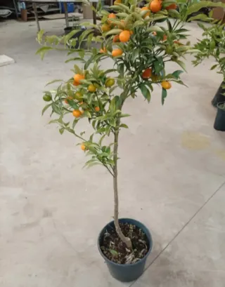 Kumquat Nagami con fruta