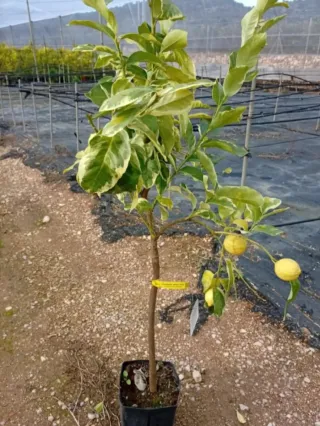 Limonero Tigre Pulpa Rosa