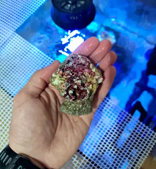 Coralero/esquejero Magnético Frags Acuario Marino