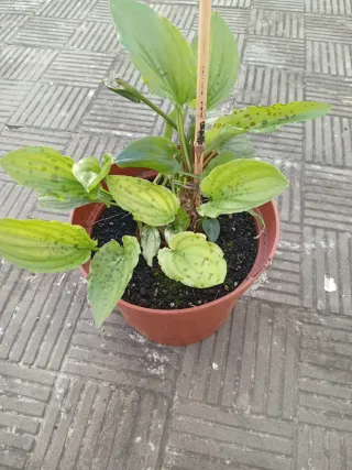 Planta de interior con hojas moteadas