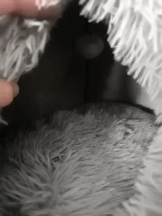 Camita muy suave para gatitos y cojín viscolastico