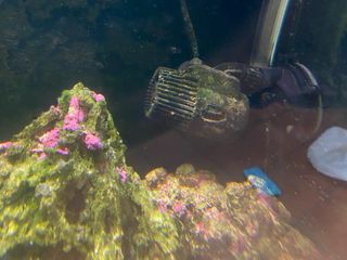 Acuario Marino Completo