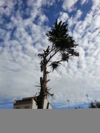 Poda de arboles, i tala conrolada.