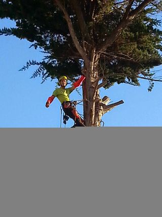 Poda de arboles, i tala conrolada.