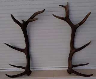 Cornamenta de plástico