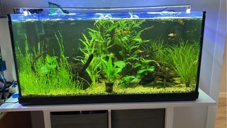 Acuario 200L funcionando