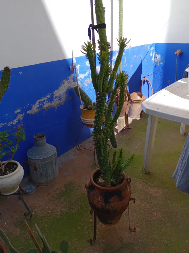 Cactus grandes en maceta