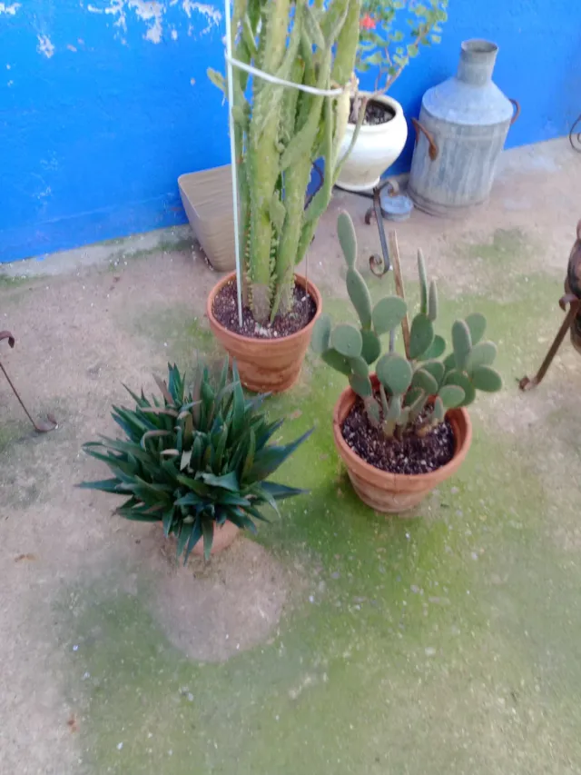 Cactus grandes en maceta