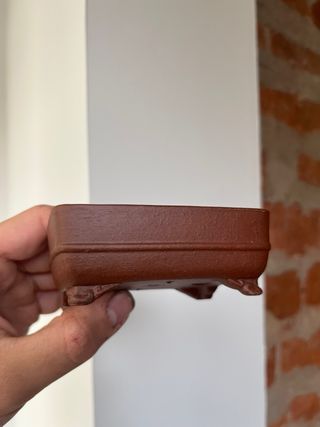 Maceta bonsái shibakatsu