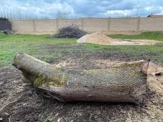 Tronco de de nogal español