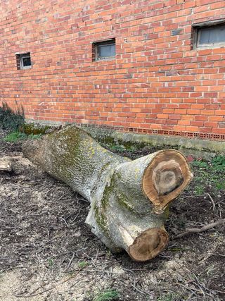 Tronco de de nogal español