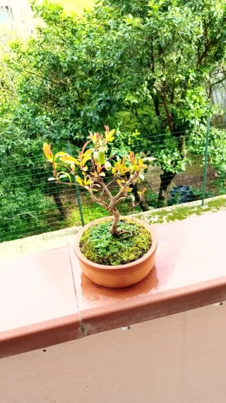Mini bonsai melograno