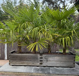 2 jardineras de madera con palmeras Chamaerops hum