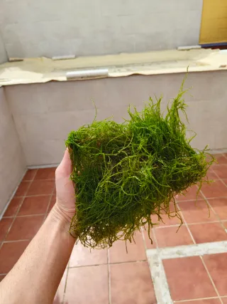 Musgo de Java para acuario