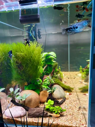 Musgo de Java para acuario