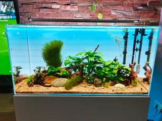 Musgo de Java para acuario