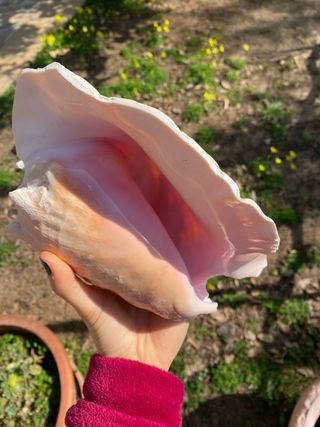 Grande Conchiglia Sciamanica Rosa